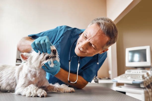 Best Emergency Root Canal Treatment in Vinita Park, MO
